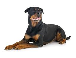 obtención de un Certificado Médico para Animales Peligrosos - Rottweiler
